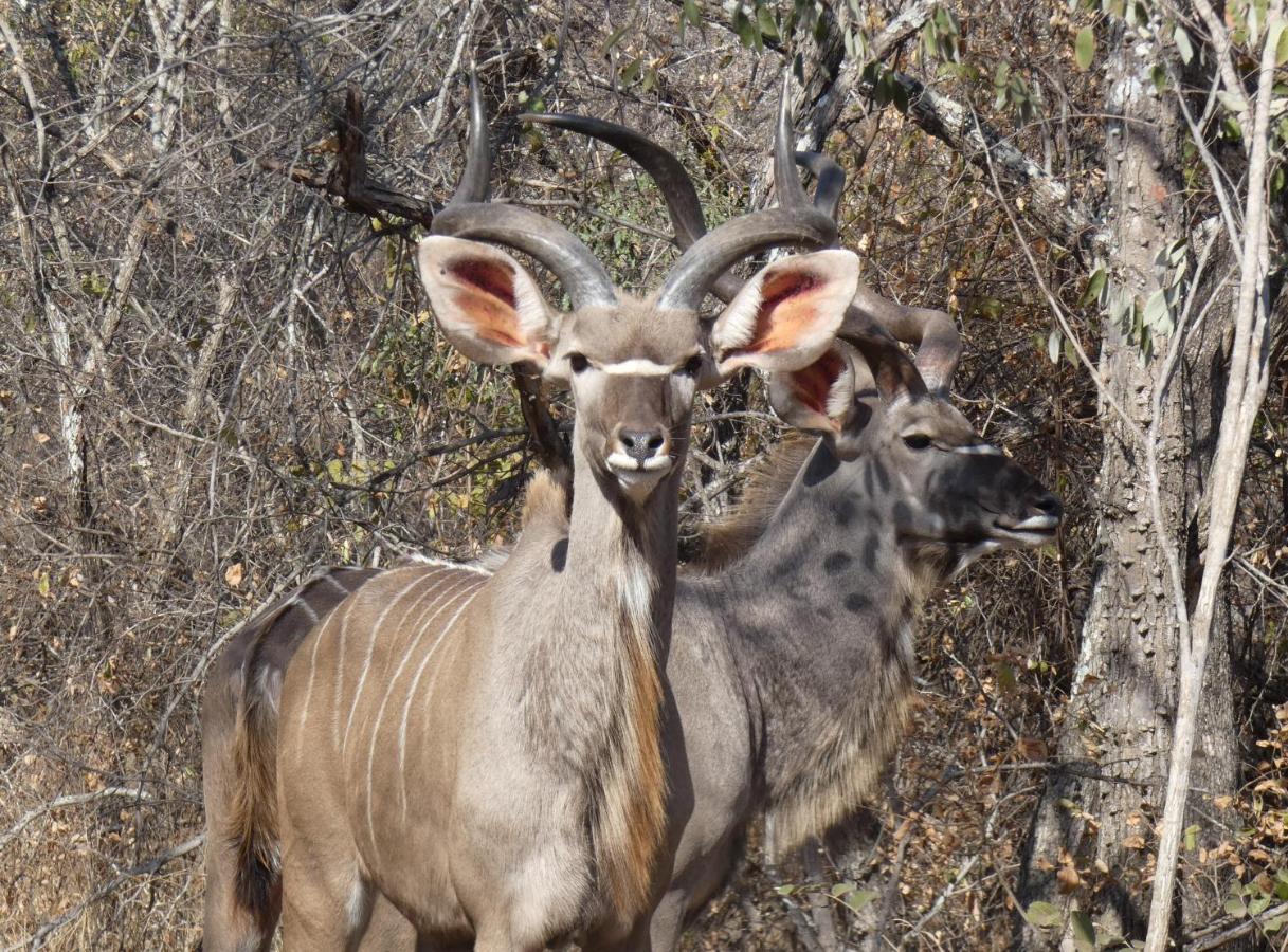Weltevrede Lodge - Self Catering Houses Marloth Park Exteriör bild
