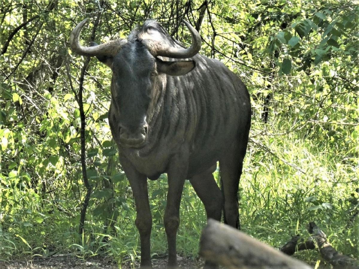 Weltevrede Lodge - Self Catering Houses Marloth Park Exteriör bild
