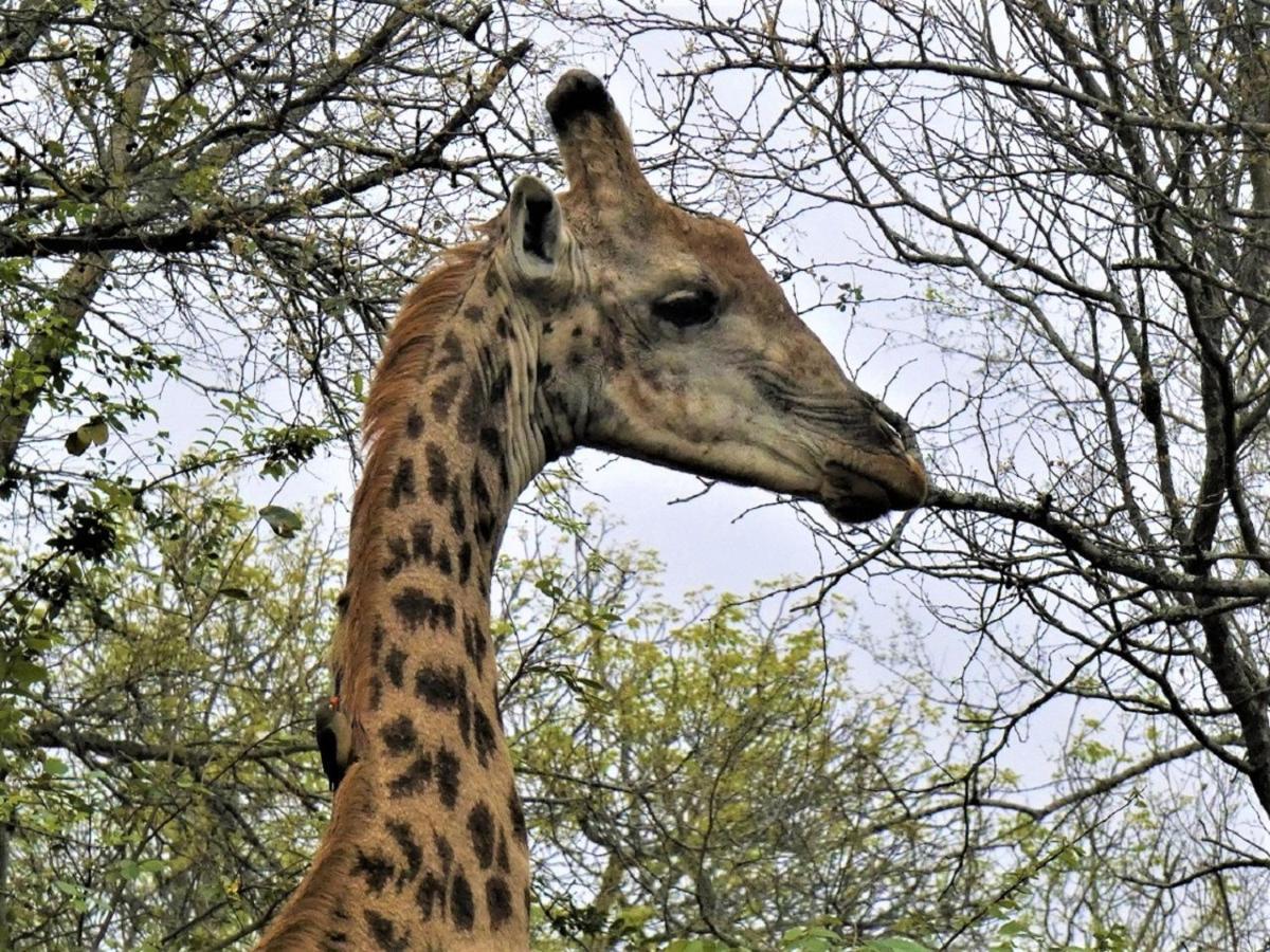 Weltevrede Lodge - Self Catering Houses Marloth Park Exteriör bild