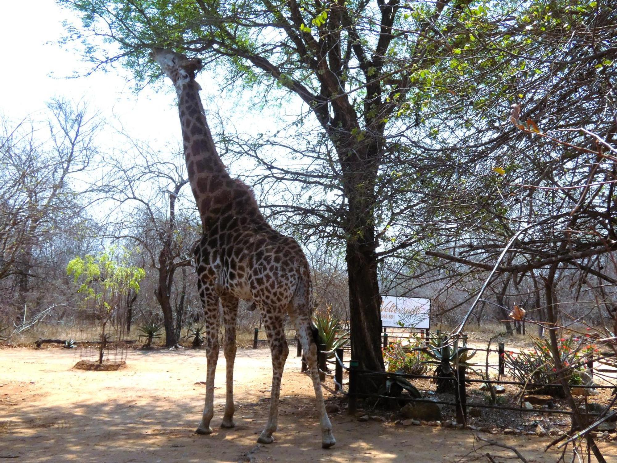 Weltevrede Lodge - Self Catering Houses Marloth Park Exteriör bild